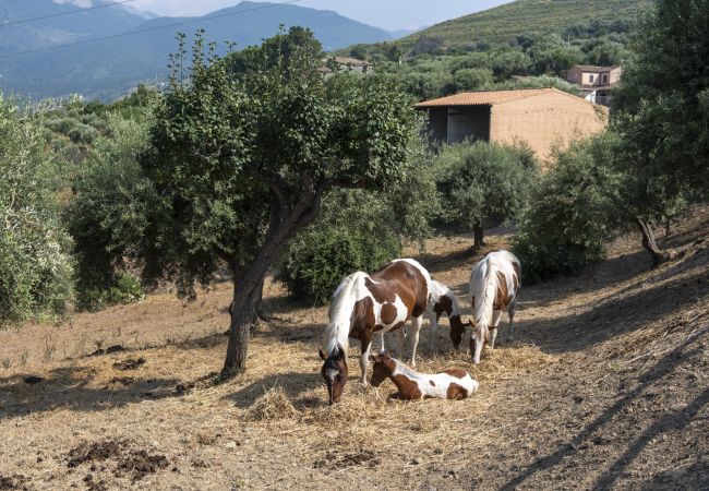 Villa in Collesano - Villa Passulunara 8 Villa in Collesano - Villa Passulunara 8